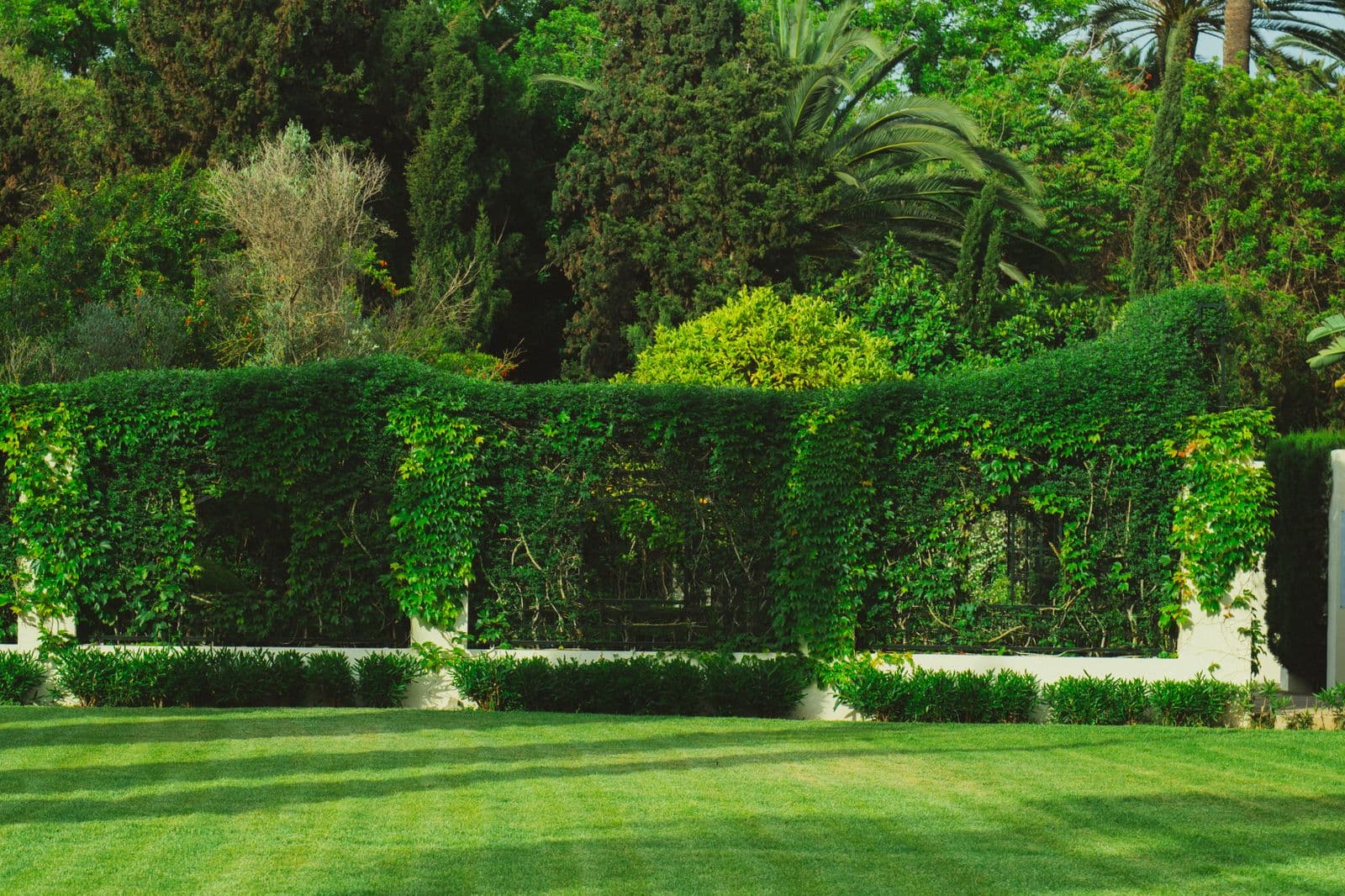 Freshly striped, manicured lawn framed by a clipped evergreen hedge