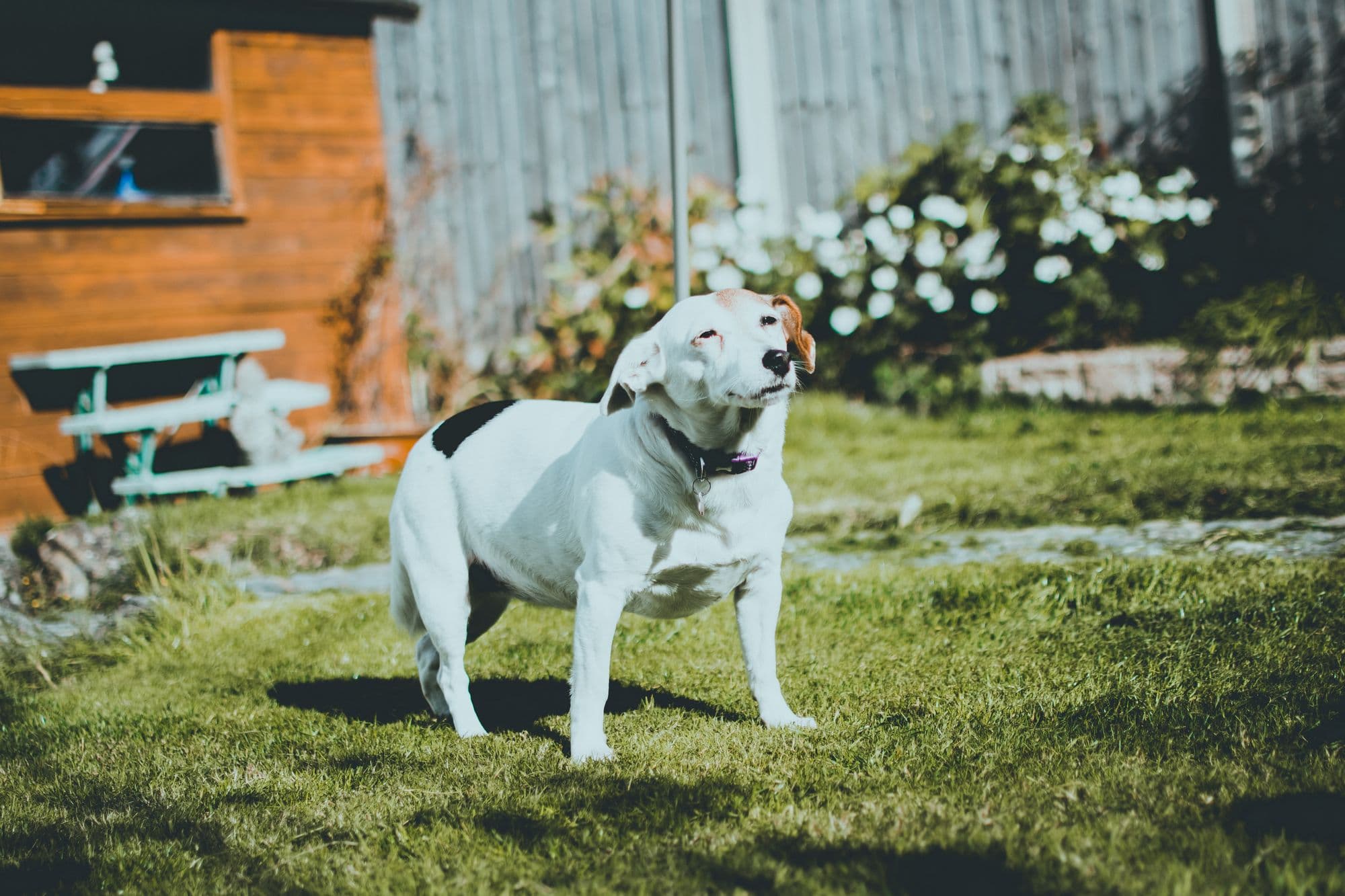 Pet Waste Cleanup